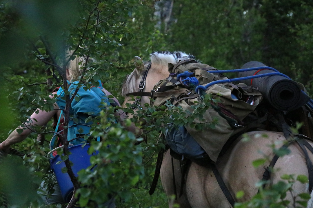 Mira og Eragon forsvinner nesten i den grønne bjørkeskogen. fjording kløvhest kløvetur
