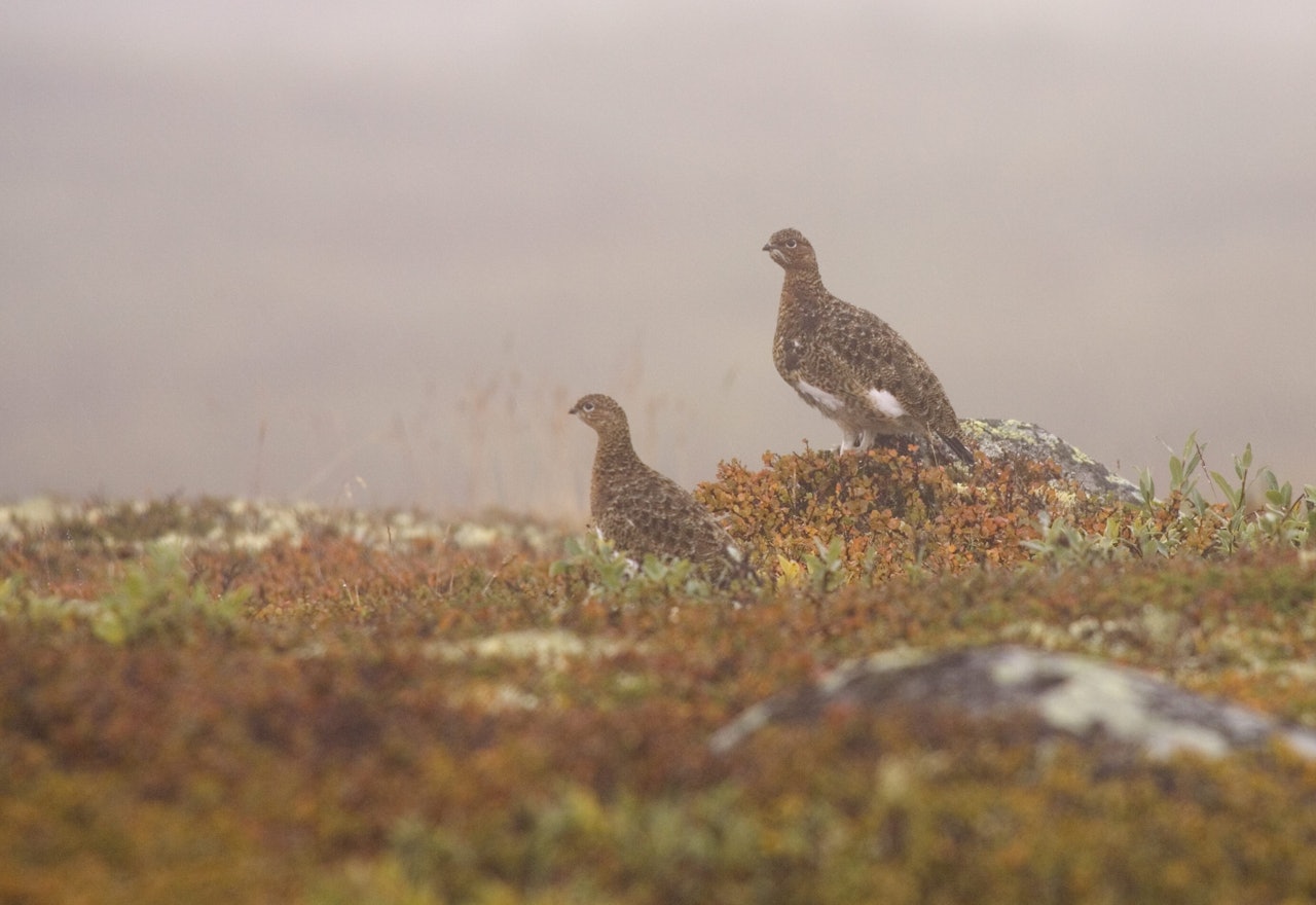 FLERE: Liypene ser ut til å ha fått flere rypekyllinger i år enn i fjor. Foto: Baard Næss / NN / Samfoto FLERE: Liypene ser ut til å ha fått flere rypekyllinger i år enn i fjor. Foto: Baard Næss / NN / Samfoto