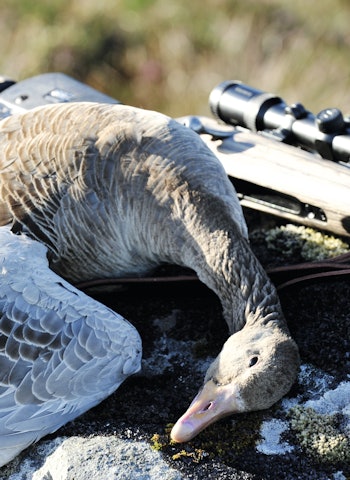 TRØNDELAG STØRST: Det ble felt 12.250 grågjess i fjor, med Trøndelag som største fylke. TRØNDELAG STØRST: Det ble felt 12.250 grågjess i fjor, med Trøndelag som største fylke.