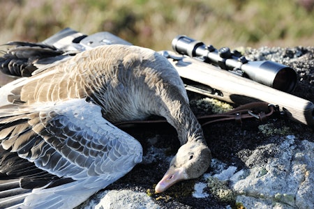 TRØNDELAG STØRST: Det ble felt 12.250 grågjess i fjor, med Trøndelag som største fylke. TRØNDELAG STØRST: Det ble felt 12.250 grågjess i fjor, med Trøndelag som største fylke.