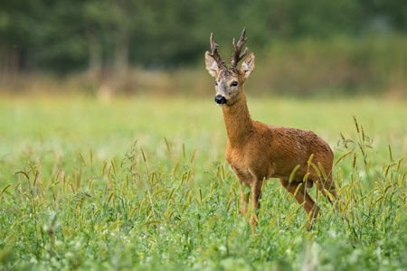 RÅDYRBUKK: Bukkejakta er for mange årets jakthøydepunkt, og for dem kommer høydepunktet tidlig i sesongen. (Foto: iStockphoto) RÅDYRBUKK: Bukkejakta er for mange årets jakthøydepunkt, og for dem kommer høydepunktet tidlig i sesongen. (Foto: iStockphoto)