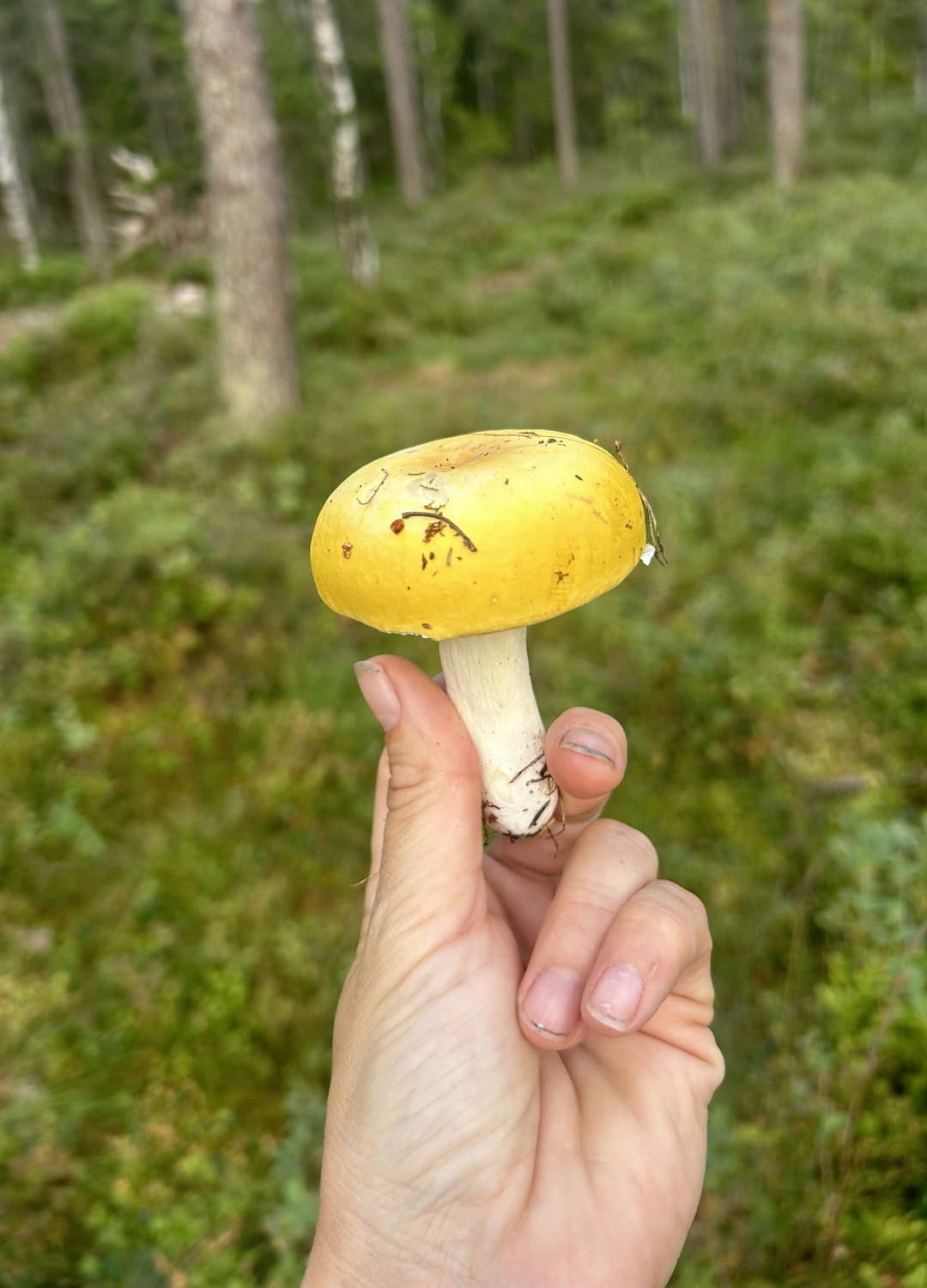 FUNN: Kremler har hatter med klare og fine farger. Her er et flott eksemplar av gulkremle. Foto: Gunhild Soldal gulkremle sopp