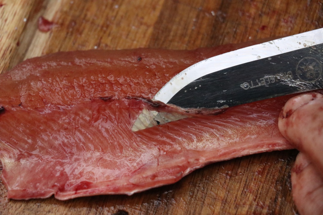 FINSNITT: For å skjære ut ribbeinene fra fileten, føres knivspissen innunder beinene på denne måten. filetere fisk røye