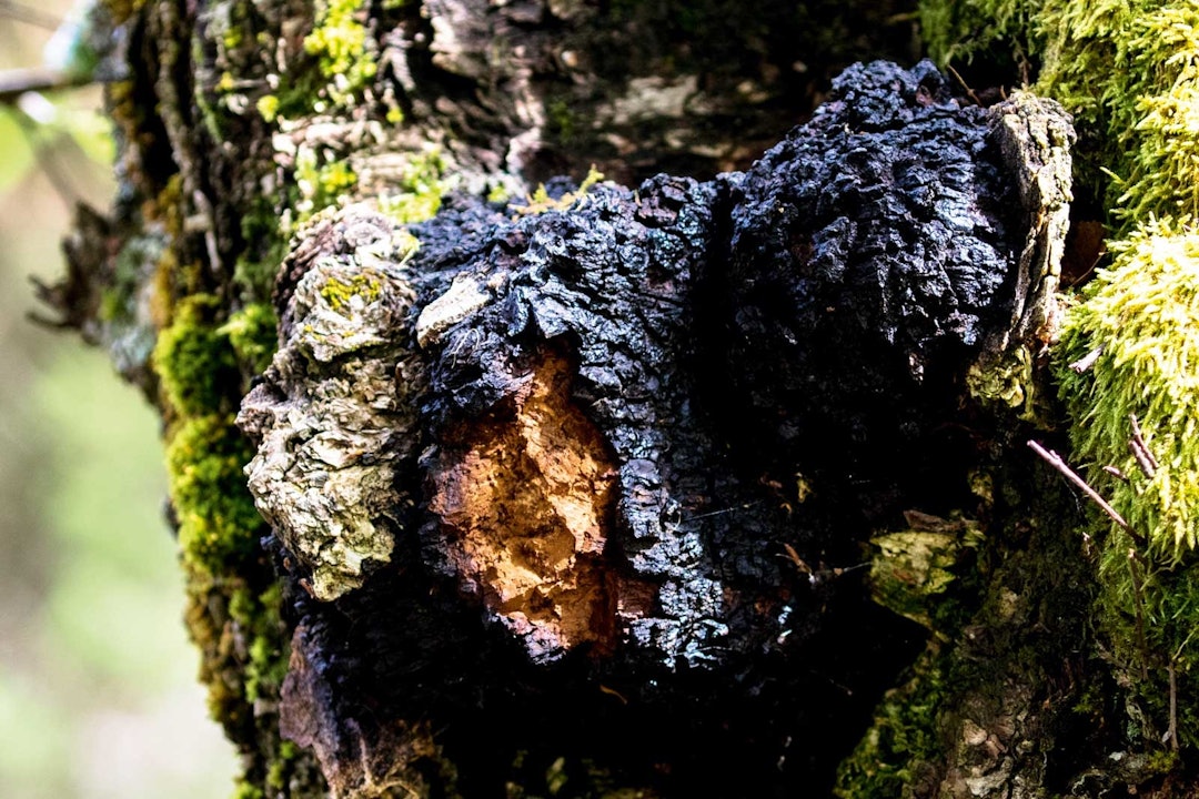 MOTSTANDSDYKTIG: Chaga er ein knudrete sopp som veks på bjørk, og den er den kraftigaste, naturlige antioksidanten vi kjenner. Ein reknar med at funksjonen til sopppen er å dekke over ein skade på treet. Chaga finst over heile landet. Foto: Sigrid Henjum kreftkjuke eller chaga