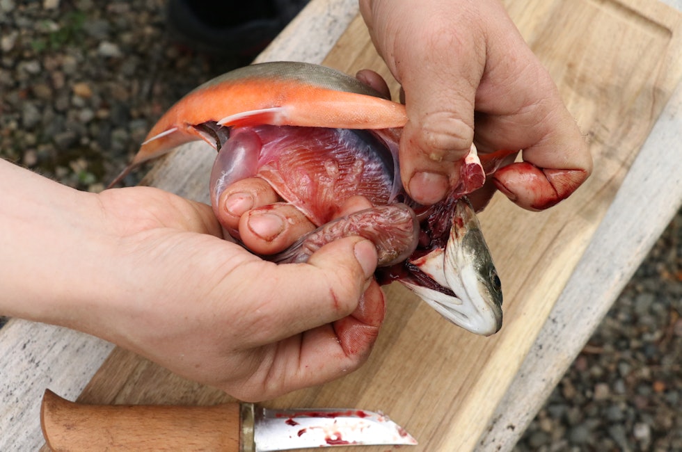 sløying av fisk innvoller og blodrand