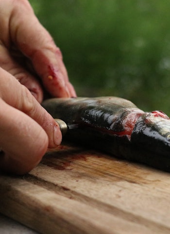 STEG 2: Vri kniven 90 grader, og før den med egga flatt bortetter ryggraden. filetere fisk