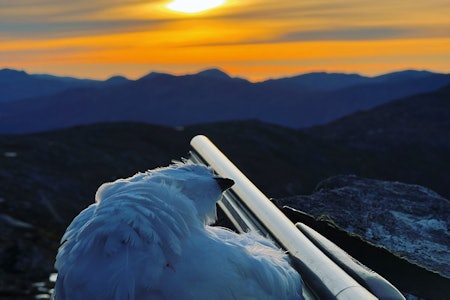 JAKTSTEMNING: Med frost i bakken, ingen snø og hvite ryper, har nok dette vært en minnerik dag i fjellet. Foto: Kristian Doherty JAKTSTEMNING: Med frost i bakken, ingen snø og hvite ryper, har nok dette vært en minnerik dag i fjellet. Foto: Kristian Doherty
