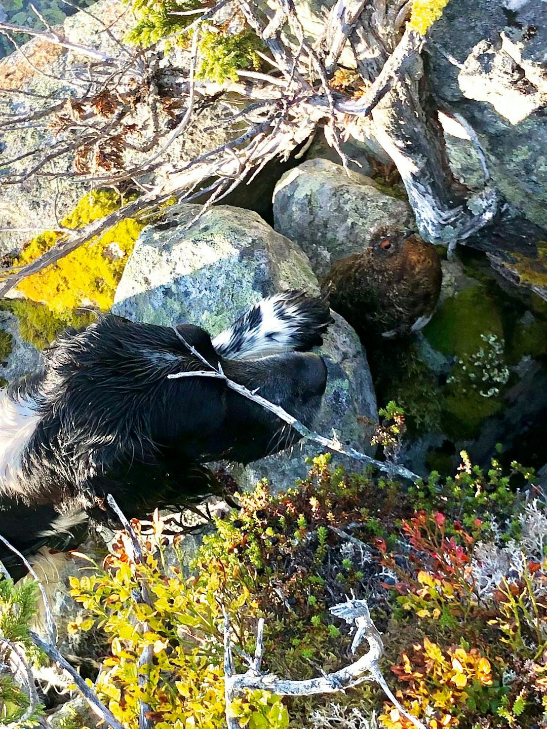 SPENNING: I skjul bak en stein stoler denne lirypa fullt og holdent på si egen kamuflasje. Foto: Joachim Storksen SPENNING: I skjul bak en stein stoler denne lirypa fullt og holdent på si egen kamuflasje. Foto: Joachim Storksen