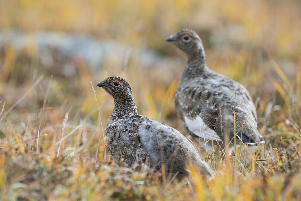 RYPEHØSTEN I SØR: Smågnagere og tidlig vår kan gi flere ryper til høsten. Foto: Erlend Haarberg / Samfoto RYPEHØSTEN I SØR: Smågnagere og tidlig vår kan gi flere ryper til høsten. Foto: Erlend Haarberg / Samfoto