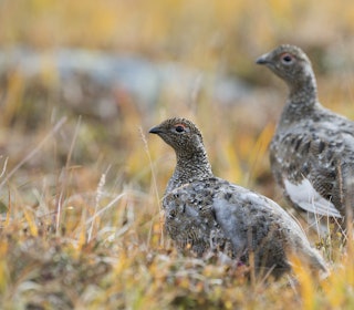 RYPEHØSTEN I SØR: Smågnagere og tidlig vår kan gi flere ryper til høsten. Foto: Erlend Haarberg / Samfoto RYPEHØSTEN I SØR: Smågnagere og tidlig vår kan gi flere ryper til høsten. Foto: Erlend Haarberg / Samfoto
