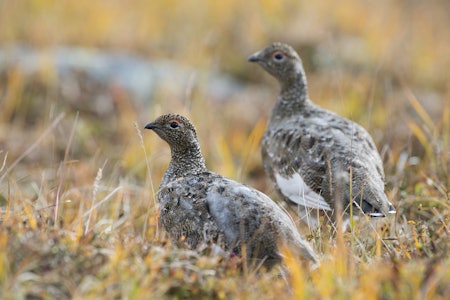 RYPEHØSTEN I SØR: Smågnagere og tidlig vår kan gi flere ryper til høsten. Foto: Erlend Haarberg / Samfoto RYPEHØSTEN I SØR: Smågnagere og tidlig vår kan gi flere ryper til høsten. Foto: Erlend Haarberg / Samfoto