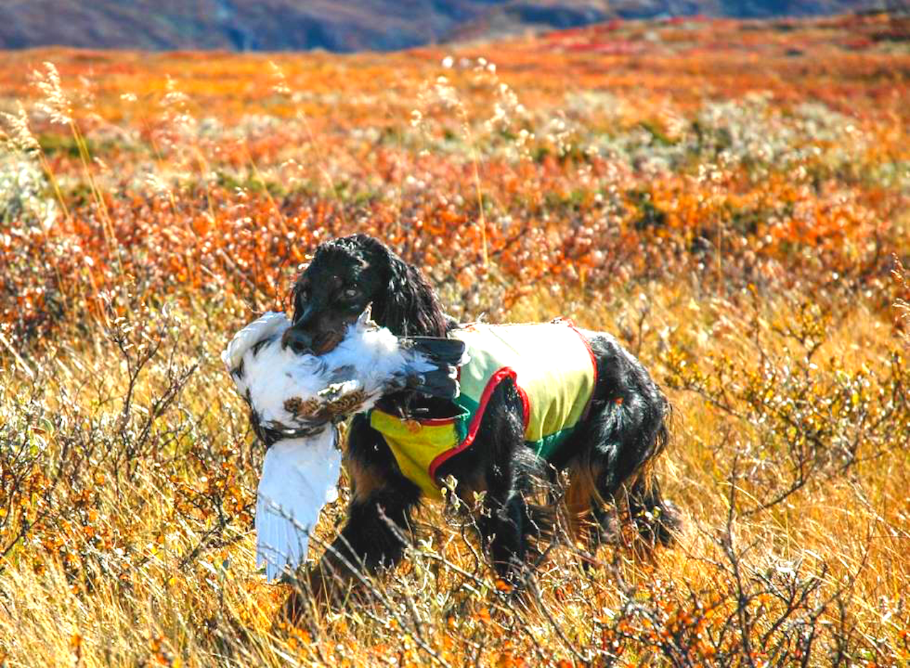 RYPEJAKTA: Selv om 2024 ikke topper fjoråret i Finnmark, er det likevel godt med ryper også i år. Ill. foto: Thomas Bull Enger. RYPEJAKTA: Selv om 2024 ikke topper fjoråret i Finnmark, er det likevel godt med ryper også i år. Ill. foto: Thomas Bull Enger.