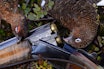 RYPEJAKTA: Årets reguleringer gir rom for gode jaktdager i høstfjellet, innenfor bærekraftige rammer. Foto: Pål Christensen RYPEJAKTA: Årets reguleringer gir rom for gode jaktdager i høstfjellet, innenfor bærekraftige rammer. Foto: Pål Christensen
