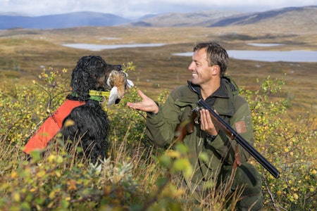 SVAK OPPGANG: Snåsa fjellstyre legger opp til en dagskvote på 3 ryper pr. dag etter positive takseringsresultater. SVAK OPPGANG: Snåsa fjellstyre legger opp til en dagskvote på 3 ryper pr. dag etter positive takseringsresultater.