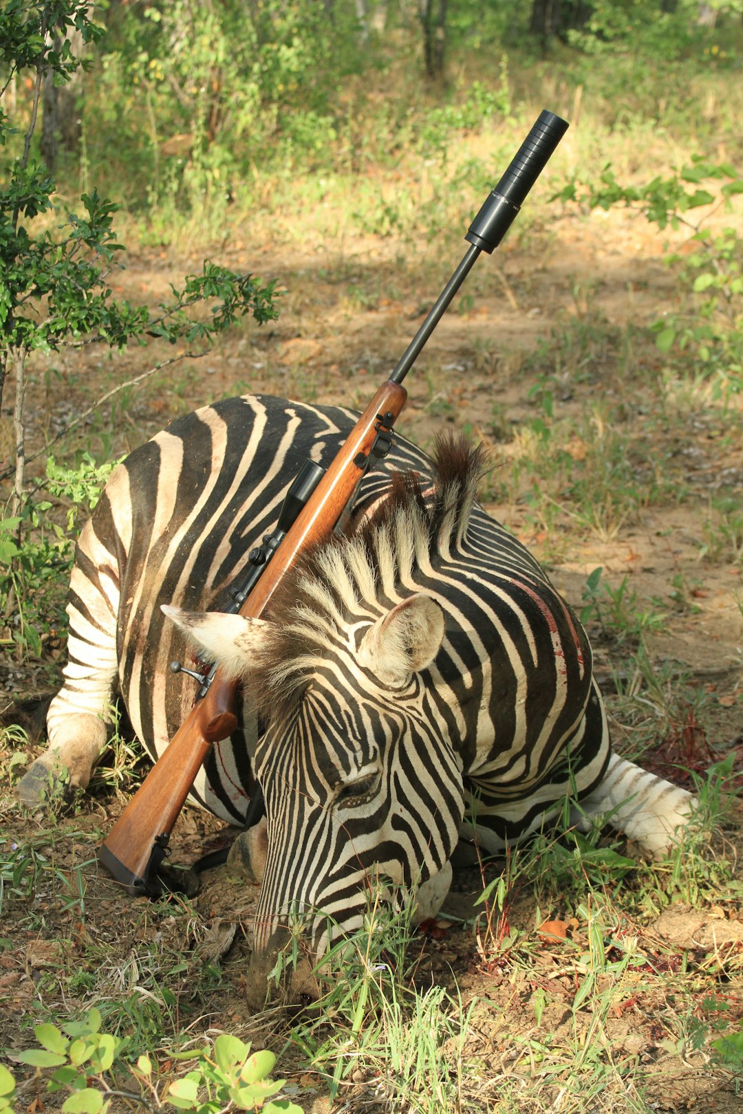 SEBRA: Denne sebraen er skutt med 308 Win, et annet allsidig kaliber som ikke byr på de største rekylutfordringene. Jakter du stort sett bare storvilt har 308 Win litt mer kraft å by på enn 6,5x55. SEBRA: Denne sebraen er skutt med 308 Win et annet allsidig kaliber som ikke byr på de største rekylutfordringene. Jakter du stort sett bare storvilt har 308 Win litt mer kraft å by på enn 6,5x55.
