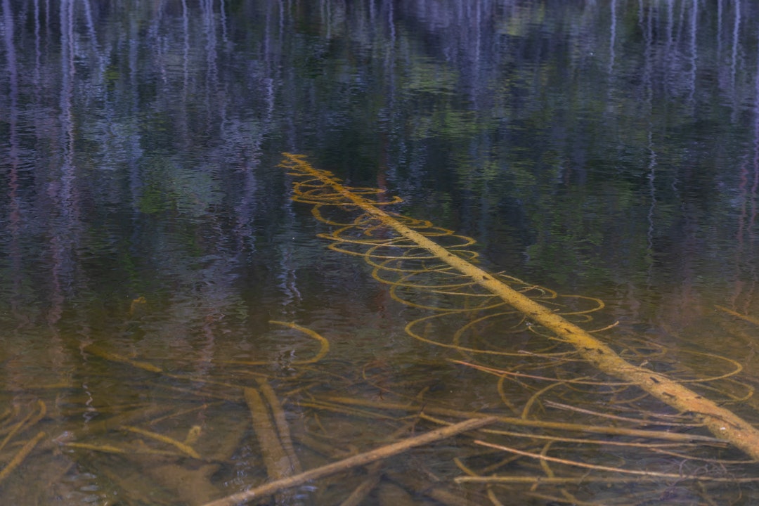 RESERVERT: Her er det natruren selv som bygger og rydder. Foto: Bård Bjerkeli gullerudmarka naturreservat