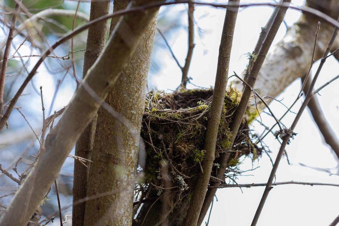 REDE: Her bor det noen. Foto: Bård Bjerkeli Fuglerede