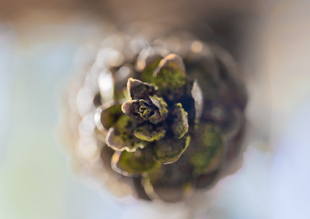 KONGLEN: et ledd i en opptil ti tusen år lang utvikling. FOTO: kongle