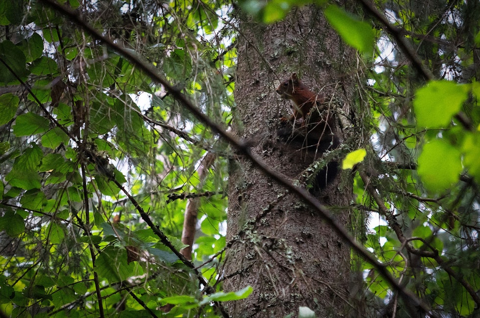 ekorn i tre sommer