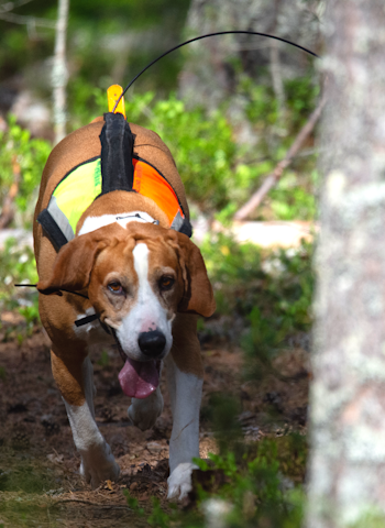 PREMIERT: Kviknelia’s Hjalmar har utmerket seg som en meget god jakthund, og ble kåret til årets hygenhund i 2023. Foto: Atle Rønning PREMIERT: Kviknelia’s Hjalmar har utmerket seg som en meget god jakthund, og ble kåret til årets hygenhund i 2023.