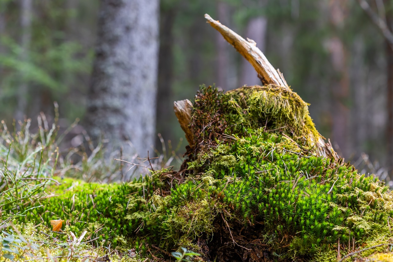 LEVENDE SKOG: Naturlig nedbrytning skaper nytt liv til andre. Foto: Bård Bjerkeli stubbe skog natur