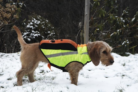 SITTER GODT: Kardog Inari er en GPS-vest for hund som sitter godt. Passformen ser ut til å være uproblematisk for hunden og GPSen blir ikke hengende og slenge under jakt. SITTER GODT: Kardog Inari er en GPS-vest for hund som sitter godt. Passformen ser ut til å være uproblematisk for hunden og GPSen blir ikke hengende og slenge under jakt.
