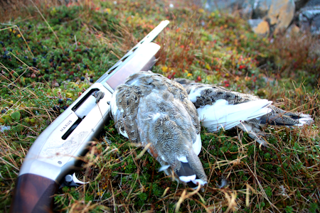 FANGST: Det ble ryper i sekken, men var det kyllinger eller voksenfugl? FANGST: Det ble ryper i sekken, men var det kyllinger eller voksenfugl?