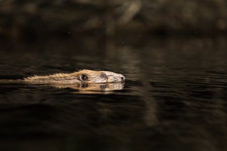 INGEN JAKT: Lokalpolitikerne i Drammen ønsker ingen jakt på bever i kommunen. INGEN JAKT: Lokalpolitikerne i Drammen ønsker ingen jakt på bever i kommunen.