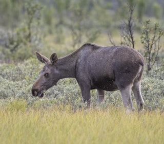 UTVIDET JAKTTID: 22 kommuner i nærheten av Hardangervidda og Nordfjella villreinområderkan få utvidet jakttid på hjort og elg om Miljødirektoratet når frem med sitt forslag. Arkivfoto: Steinar Myhr / Samfoto UTVIDET JAKTTID: 22 kommuner i nærheten av Hardangervidda og Nordfjella villreinområderkan få utvidet jakttid på hjort og elg om Miljødirektoratet når frem med sitt forslag. Arkivfoto: Steinar Myhr / Samfoto