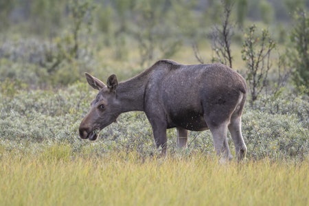 UTVIDET JAKTTID: 22 kommuner i nærheten av Hardangervidda og Nordfjella villreinområderkan få utvidet jakttid på hjort og elg om Miljødirektoratet når frem med sitt forslag. Arkivfoto: Steinar Myhr / Samfoto UTVIDET JAKTTID: 22 kommuner i nærheten av Hardangervidda og Nordfjella villreinområderkan få utvidet jakttid på hjort og elg om Miljødirektoratet når frem med sitt forslag. Arkivfoto: Steinar Myhr / Samfoto