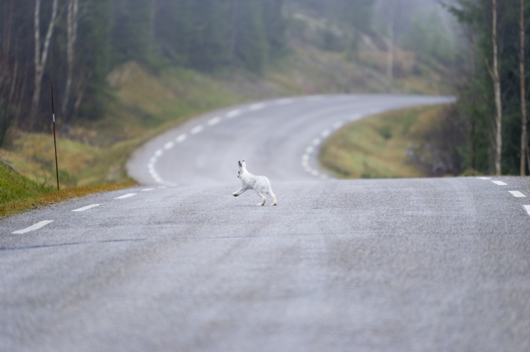 VEIFLYGER: Trafikkerte veier er enhver harejegers skrekk. Harehunden følger lukta av haren og har null kontroll på biler og egen sikkerhet. VEIFLYGER: Trafikkerte veier er enhver harejegers skrekk. Harehunden følger lukta av haren og har null kontroll på biler og egen sikkerhet.