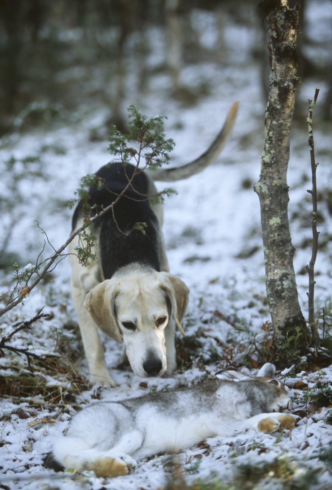 AVSLUTNING: Det er en god vane å la haren ligge i slutten av sporet til hunden kommer. AVSLUTNING: Det er en god vane å la haren ligge i slutten av sporet til hunden kommer.