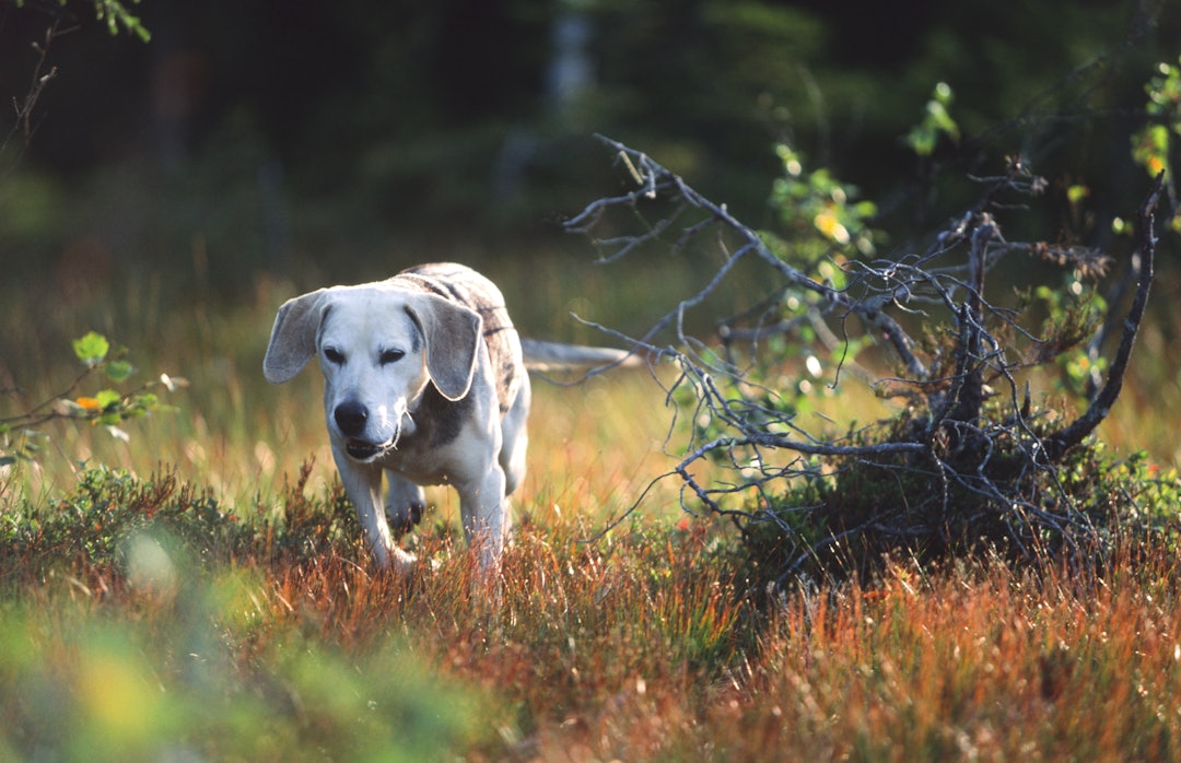 JOBBER PÅ: Hunden jobber iherdig. Halen sveiver fra side til side og bærer bud om godlukt og at noe kan være i gjære. Ikke lenge lød beskriket (det ble opptak) og vi var i gang… JOBBER PÅ: Hunden jobber iherdig. Halen sveiver fra side til side og bærer bud om godlukt og at noe kan være i gjære. Ikke lenge lød beskriket (det ble opptak) og vi var i gang…
