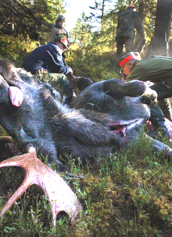 ELGFALL: Når smellen går, starter jobben. Veien til suksess er godt samarbeid. Ill. foto: Jon Hauge ELGFALL: Når smellen går, starter jobben. Veien til suksess er godt samarbeid. Ill. foto: Jon Hauge