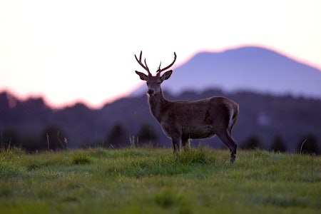 KRYMPER: Hjorten – og annet hjortevilt – var mye større før. Foto: Johan Trygve Solheim KRYMPER: Hjorten – og annet hjortevilt – var mye større før. Foto: Johan Trygve Solheim