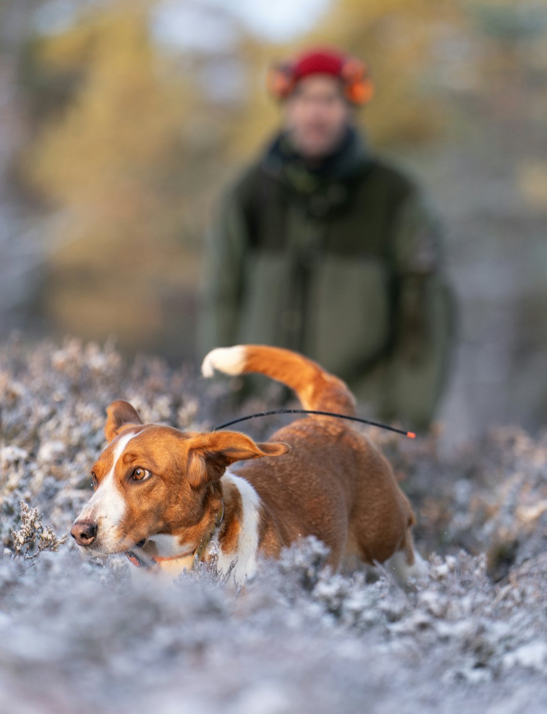 LOVENDE DREVER: Gina på tre år har allerede rukket å bli en svært dyktig og godt premiert jakthund. Hundeier Rune Hedegart har gjort en god jobb, og har all grunn til å være stolt som hundeier og oppdretter. LOVENDE DREVER: Gina på tre år har allerede rukket å bli en svært dyktig og godt premiert jakthund. Hundeier Rune Hedegart har gjort en god jobb, og har all grunn til å være stolt som hundeier og oppdretter.