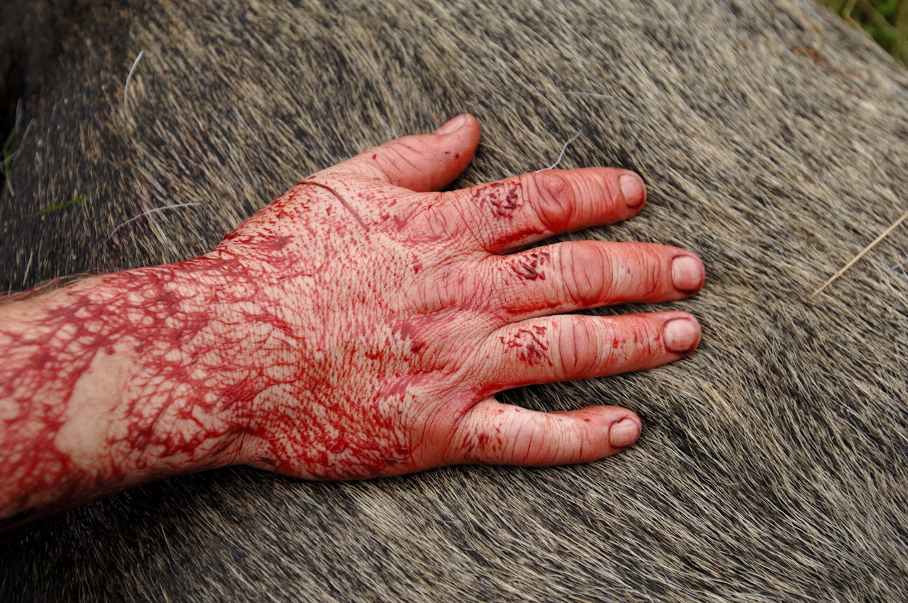 TYVERI: Den eller de som har stjålet elgkjøtt har tydelig erfaring. Det mest skremmende er at de visste hvor elgen hang til mørning. Ill.foto: Erlend Haarberg / NN / Samfoto TYVERI: Den eller de som har stjålet elgkjøtt har tydelig erfaring. Det mest skremmende er at de visste hvor elgen hang til mørning. Ill.foto: Erlend Haarberg / NN / Samfoto