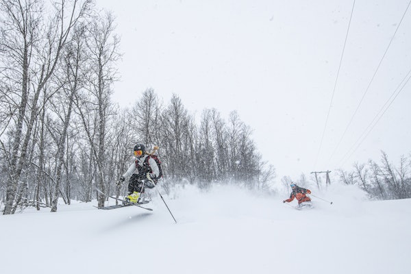 GROR IGJEN: Hvis naturen får bestemme fritt, tar den fort tilbake områder som en gang har vært kvistet og tilrettelagt for skogskjøring. Foto: Magnus Utkilen hallingskarvet skisenter