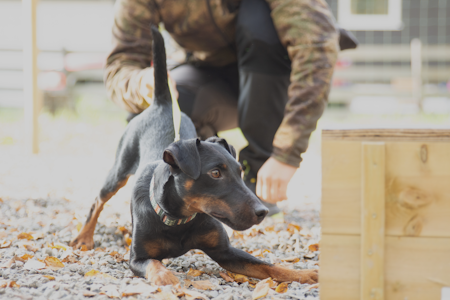 KUNSTHI: I et kunsthi får du sett hvordan hihunden jobber under litt mer ordnede forhold enn ute i naturen. Det gir hundefører en viss trygghet når hunden senere får prøve seg i et naturhi. KUNSTHI: I et kunsthi får du sett hvordan hihunden jobber under litt mer ordnede forhold enn ute i naturen. Det gir hundefører en viss trygghet når hunden senere får prøve seg i et naturhi.