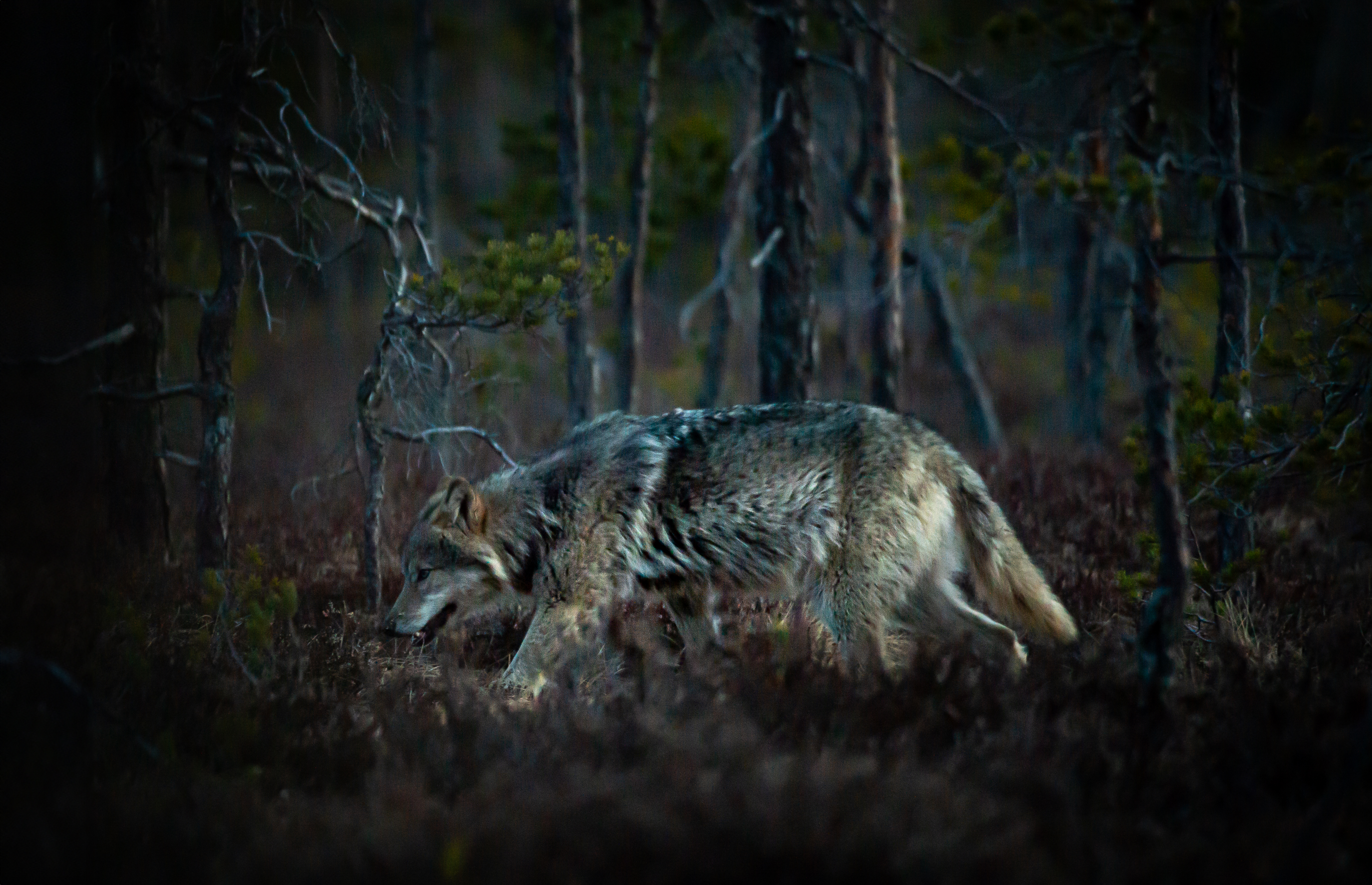 ULV: Det lå store forberedelser bak bildene av ulven i Østmarka.