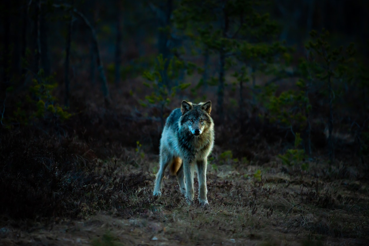 I VEKST: Forskerne tror at ulvestammen i Russland er i vekst slik at flere vandrer vestover. Arkivfoto: Terje Busk I VEKST: Forskerne tror at ulvestammen i Russland er i vekst slik at flere vandrer vestover. Arkivfoto: Terje Busk