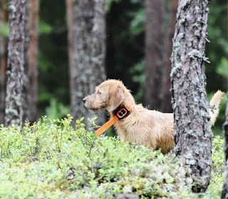 KOMPAKT: Minifinder Rex er en kompakt mobilbasert hundepeiler som fint kan brukes på mindre hunder. Her sitter den på en sju mnd gammel basset-valp ved et besøk i Solør Hundepark under båndtvangsperioden. KOMPAKT: Minifinder Rex er en kompakt mobilbasert hundepeiler som fint kan brukes på mindre hunder. Her sitter den på en sju mnd gammel basset-valp ved et besøk i Solør Hundepark under båndtvangsperioden.