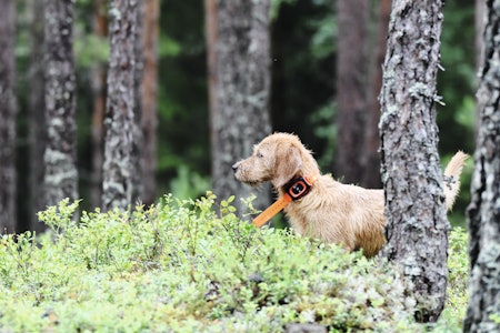 KOMPAKT: Minifinder Rex er en kompakt mobilbasert hundepeiler som fint kan brukes på mindre hunder. Her sitter den på en sju mnd gammel basset-valp ved et besøk i Solør Hundepark under båndtvangsperioden. KOMPAKT: Minifinder Rex er en kompakt mobilbasert hundepeiler som fint kan brukes på mindre hunder. Her sitter den på en sju mnd gammel basset-valp ved et besøk i Solør Hundepark under båndtvangsperioden.