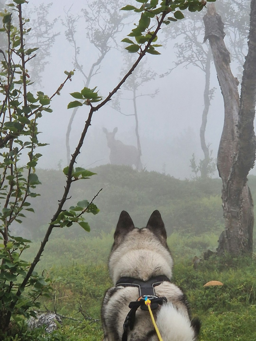 SPENNING: Den mystiske tåka avslører hva dette øyeblikket dreier seg om. Et meget godt bilde som går rett inn i en elgjegers hjerte. Foto: Mads Kittelsen. SPENNING: Den mystiske tåka avslører hva dette øyeblikket dreier seg om. Et meget godt bilde som går rett inn i en elgjegers hjerte. Foto: Mads Kittelsen.