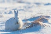 JULEHARE: Det ser dårlig ut for dem som ønsker å vekke jakten på juleharen til live igjen. Foto: Kjell-Erik Moseid JULEHARE: Det ser dårlig ut for dem som ønsker å vekke jakten på juleharen til live igjen. Foto: Kjell-Erik Moseid