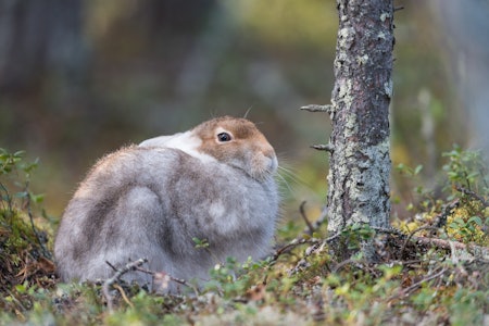 OVERGANG: Oktoberharen begynne å bli lys i pelsen, men kan likevel finne på å ligge helt åpent. OVERGANG: Oktoberharen begynne å bli lys i pelsen, men kan likevel finne på å ligge helt åpent.
