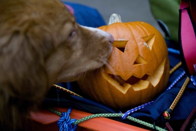 HALLOWEEN I MARKA: Eik og Pumkin-Pål