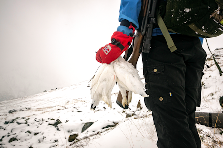 LABER FANGST: I jaktåret 2022-2023 ble det et rekordår når det kommer til å felle færrest mulig ryper. Ill.foto: Kjell-Harald Myrseth LABER FANGST: I jaktåret 2022-2023 ble det et rekordår når det kommer til å felle færrest mulig ryper. Ill.foto: Kjell-Harald Myrseth