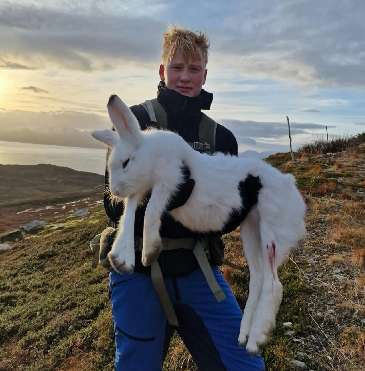 MONSTERHARE: Sivert Drage-Jørgensen holder stolt opp haren han og Vebjørn Solli felte, da de var opplæringsjakt på Arnøy forrige helg. Foto: Vebjørn Solli MONSTERHARE: Sivert Drage-Jørgensen holder stolt opp haren han og Vebjørn Solli felte, da de var opplæringsjakt på Arnøy forrige helg. Foto: Vebjørn Solli