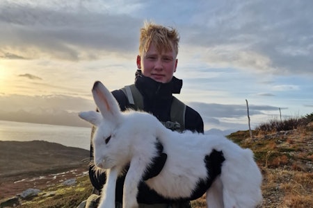 MONSTERHARE: Sivert Drage-Jørgensen holder stolt opp haren han og Vebjørn Solli felte, da de var opplæringsjakt på Arnøy forrige helg. Foto: Vebjørn Solli MONSTERHARE: Sivert Drage-Jørgensen holder stolt opp haren han og Vebjørn Solli felte, da de var opplæringsjakt på Arnøy forrige helg. Foto: Vebjørn Solli